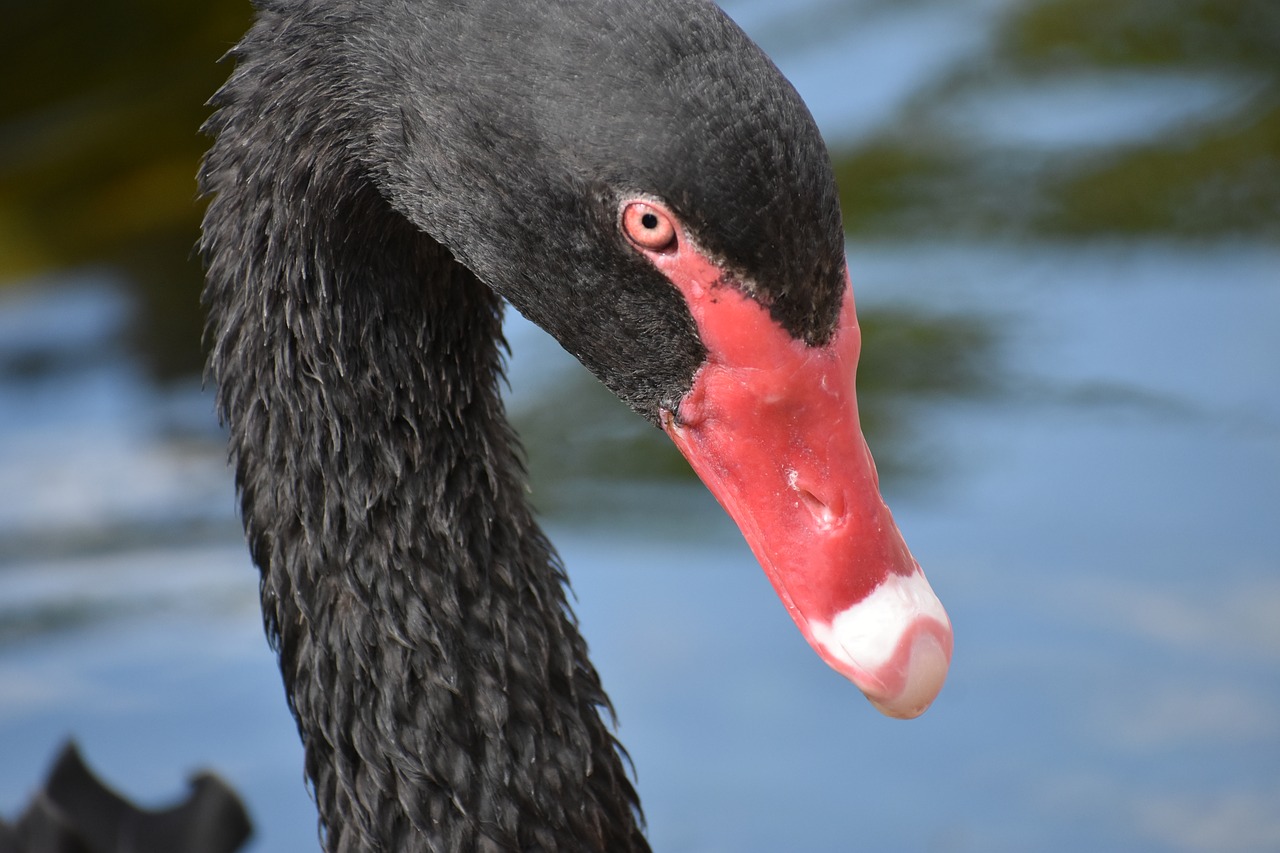 Image - flamingos black zoo head