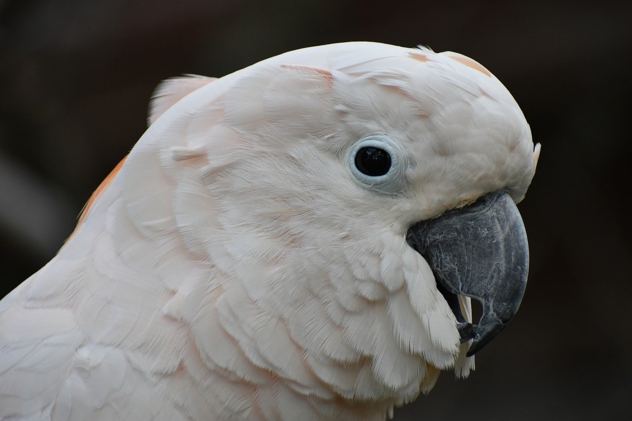 Image - cockatoos bird head white parrot