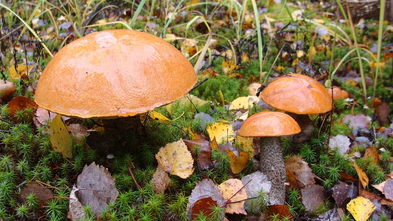 Image - mushroom orange cap boletus autumn