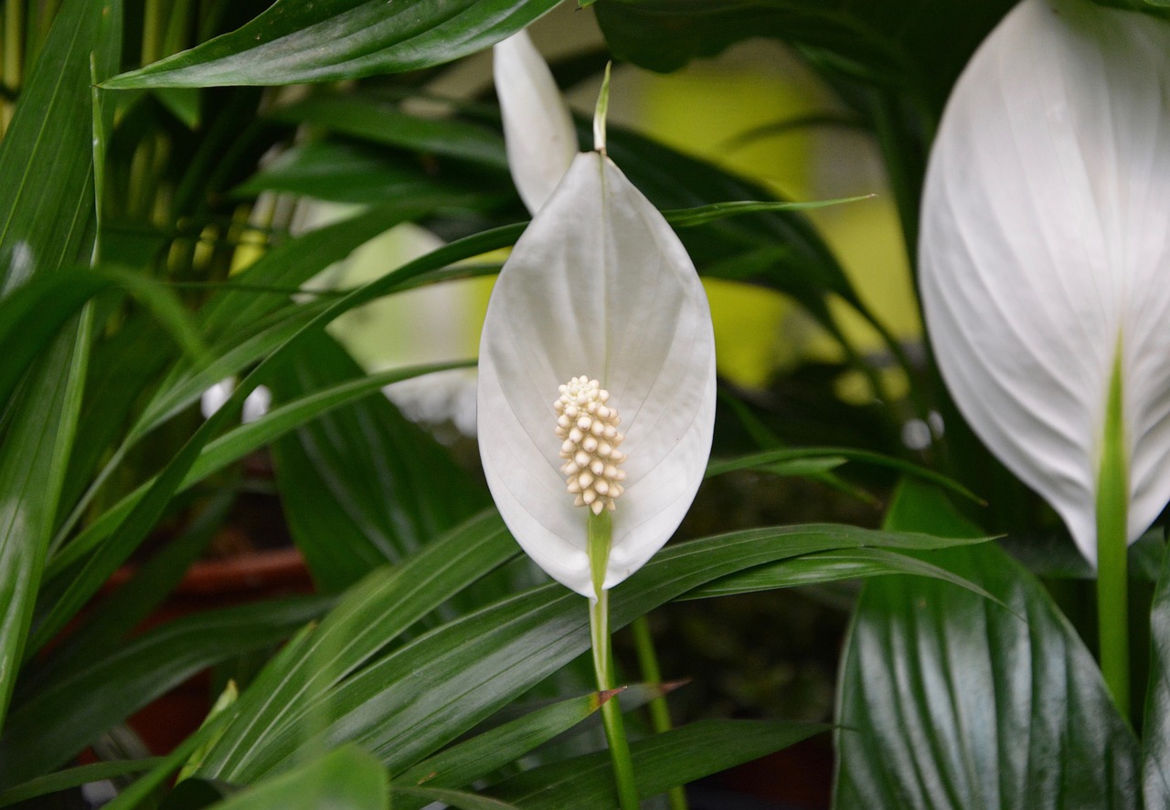 Image - flower moon flower white