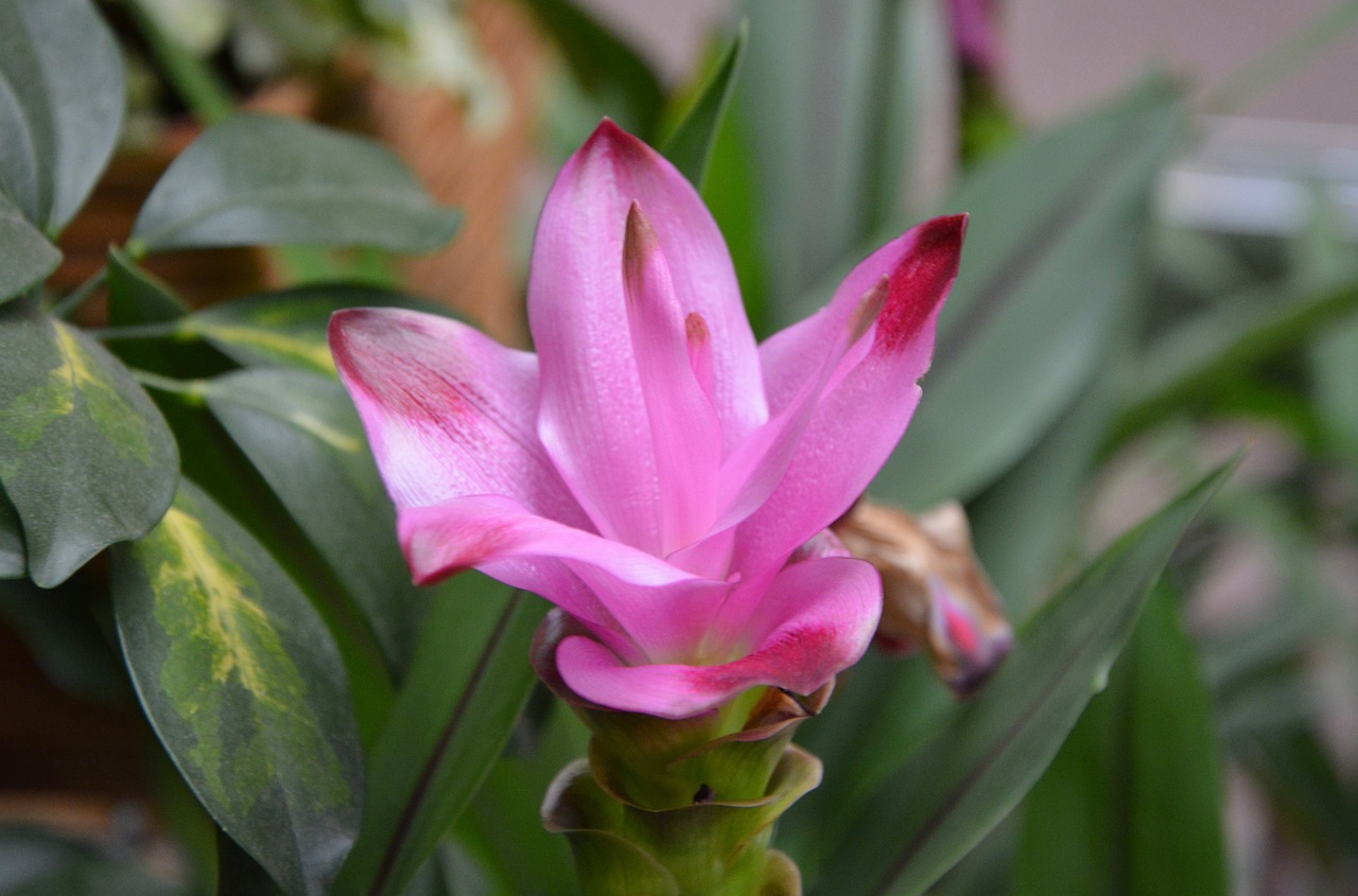 Image - flower flower turmeric pink