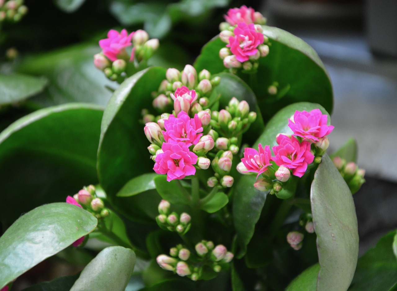 Image - flower pink flowers succulent