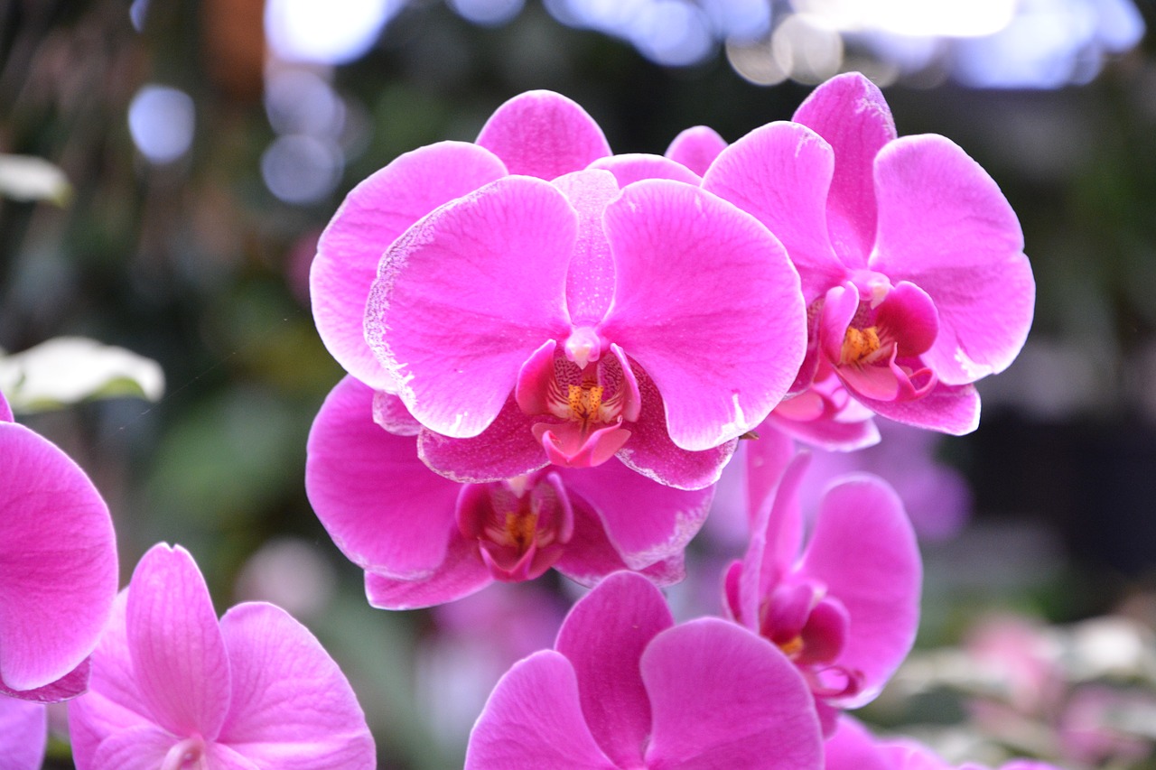 Image - flower orchid bright pink color