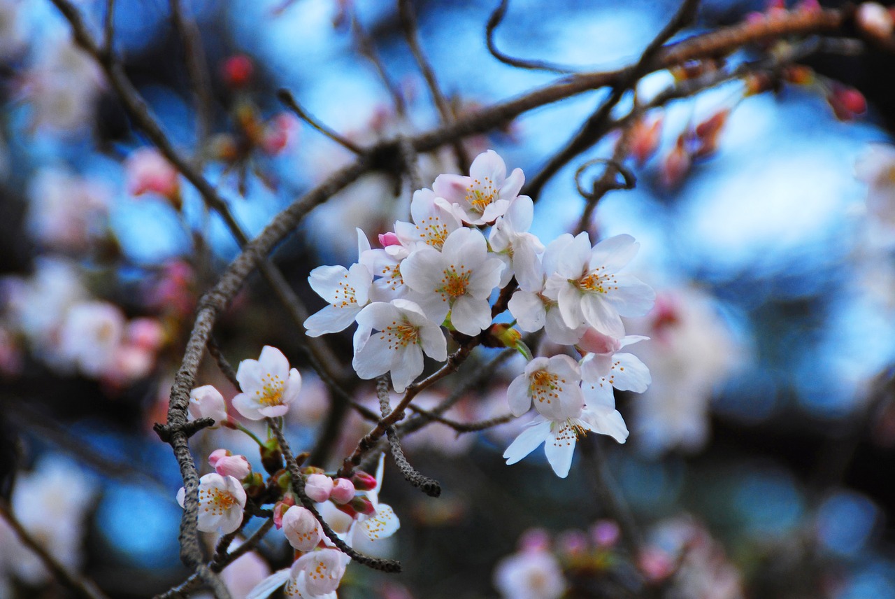 Image - sakura chery blossom flowers