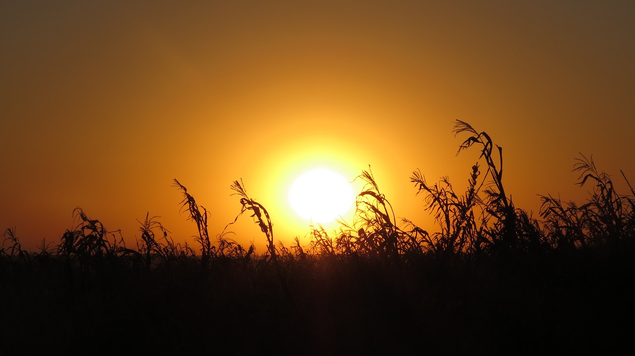 Image - sol corn harvest landscapes crop