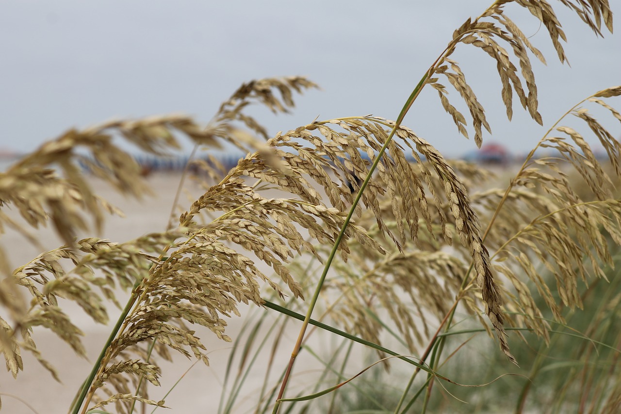 Image - sea grass beach ocean shore summer