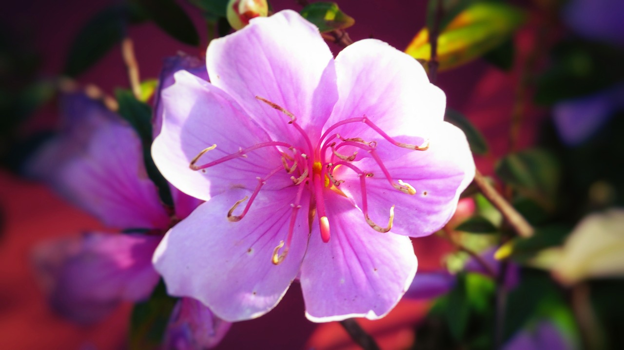 Image - flower rosa pink flower