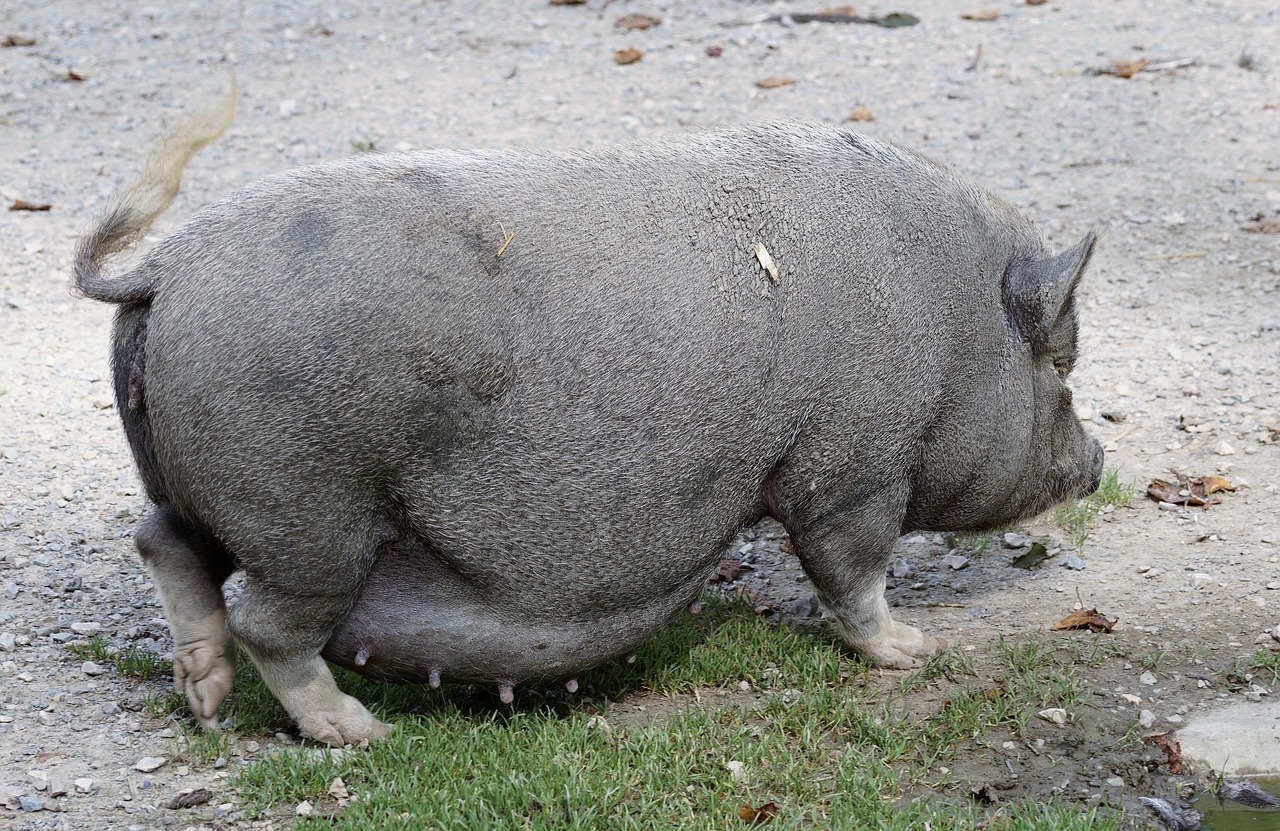 Image - pot bellied pig pig domestic pig