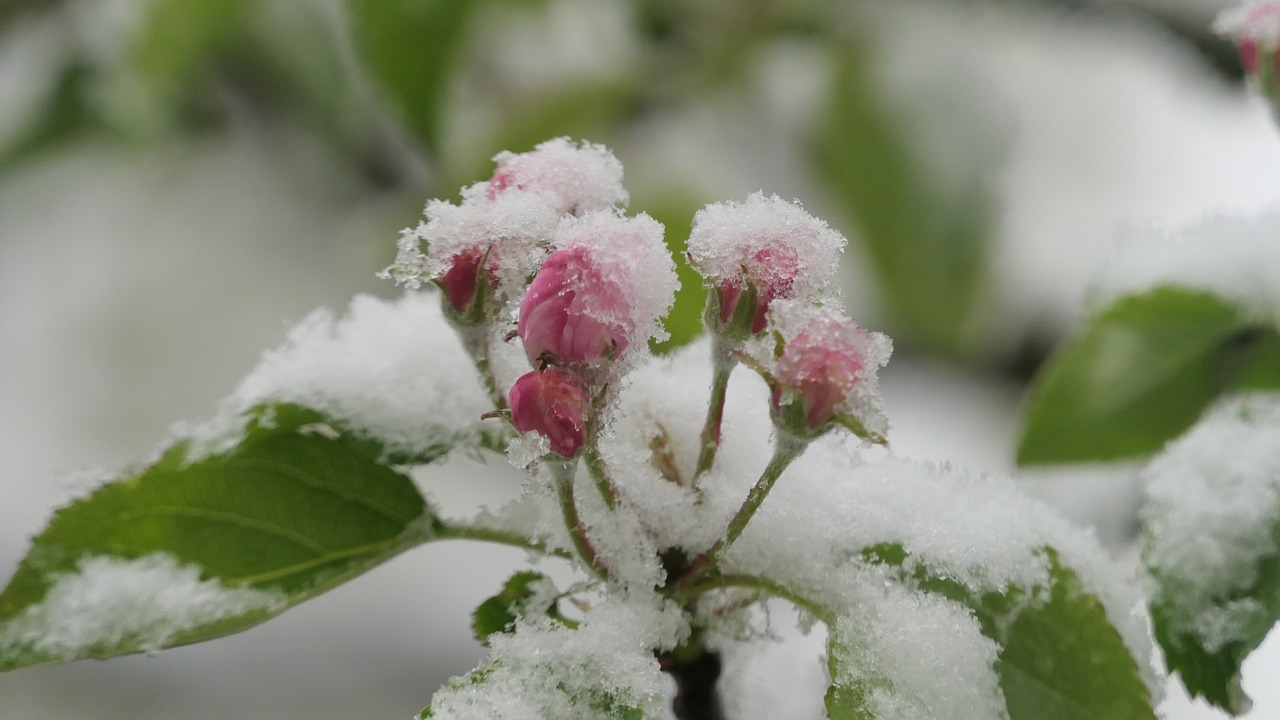 Image - blossom bloom snow spring cold