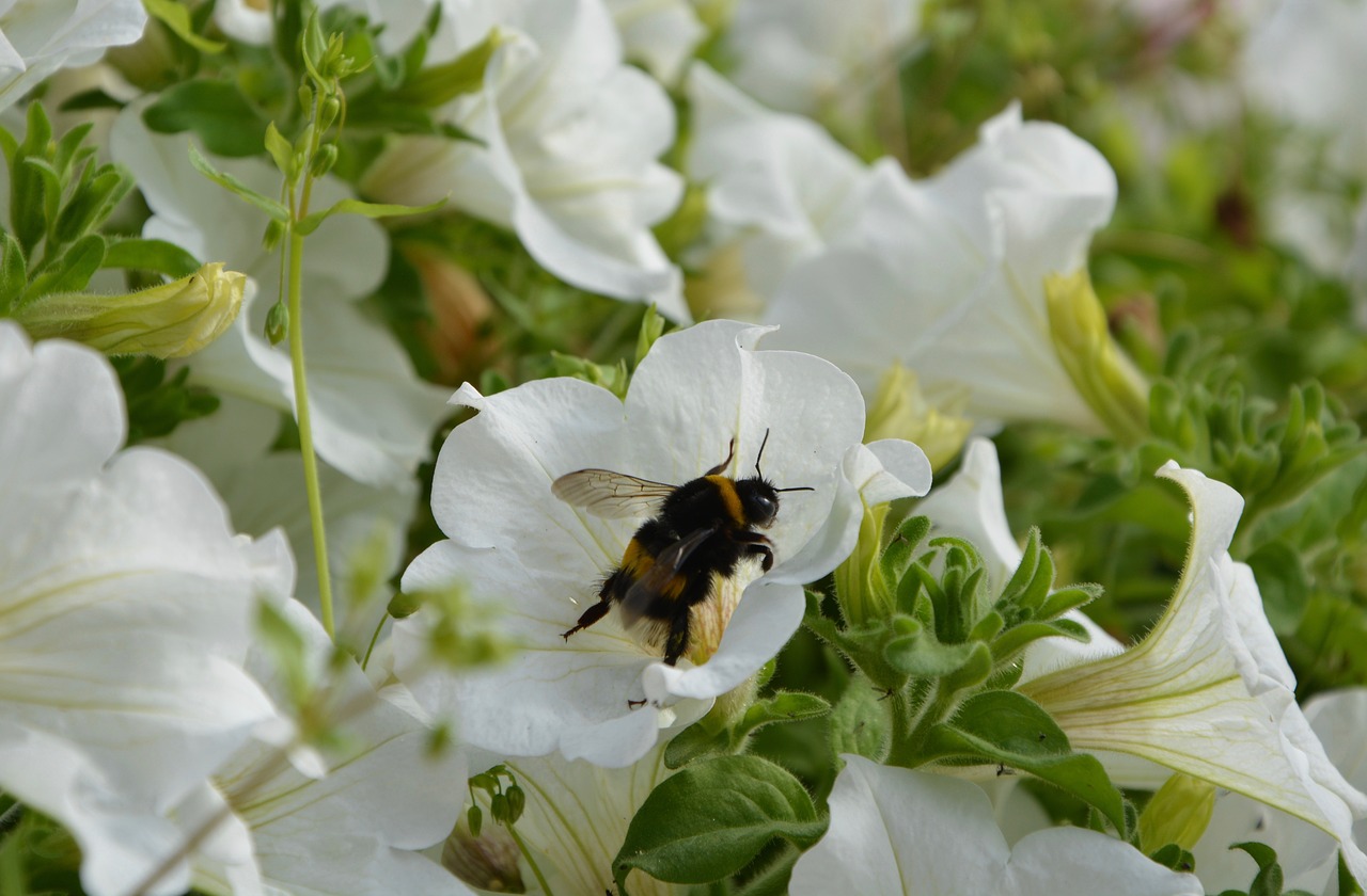 Image - insect bourdon forage
