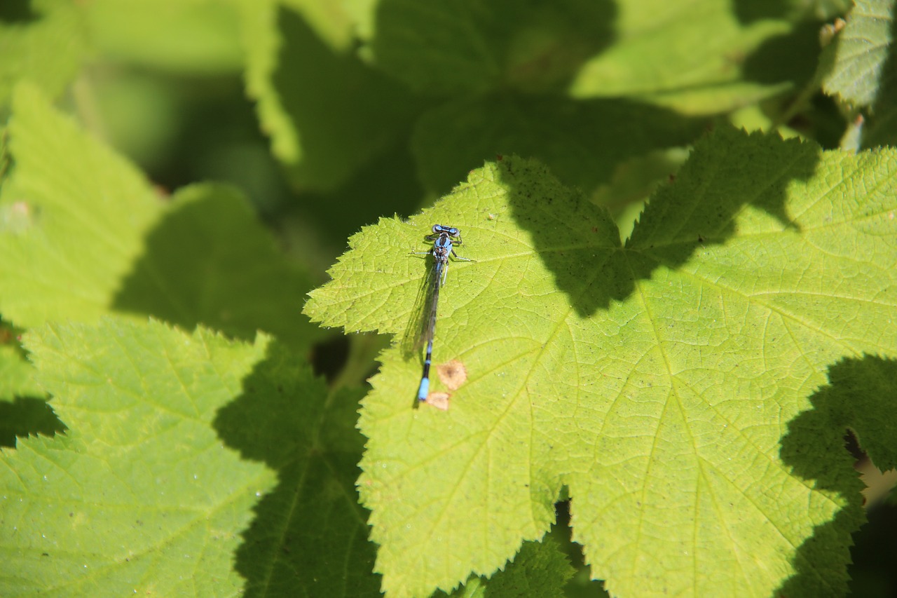 Image - dragonfly nature leaves insect