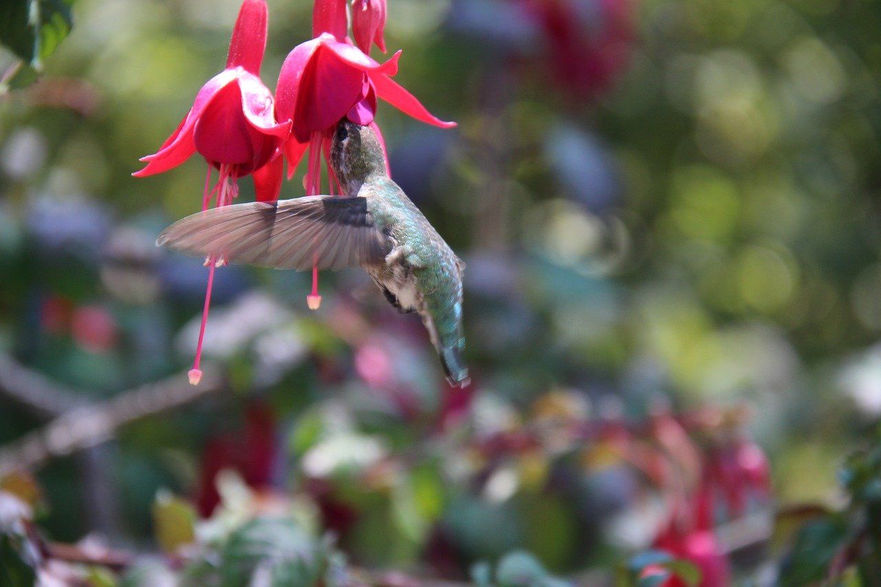 Image - nature bird humming hummingbird