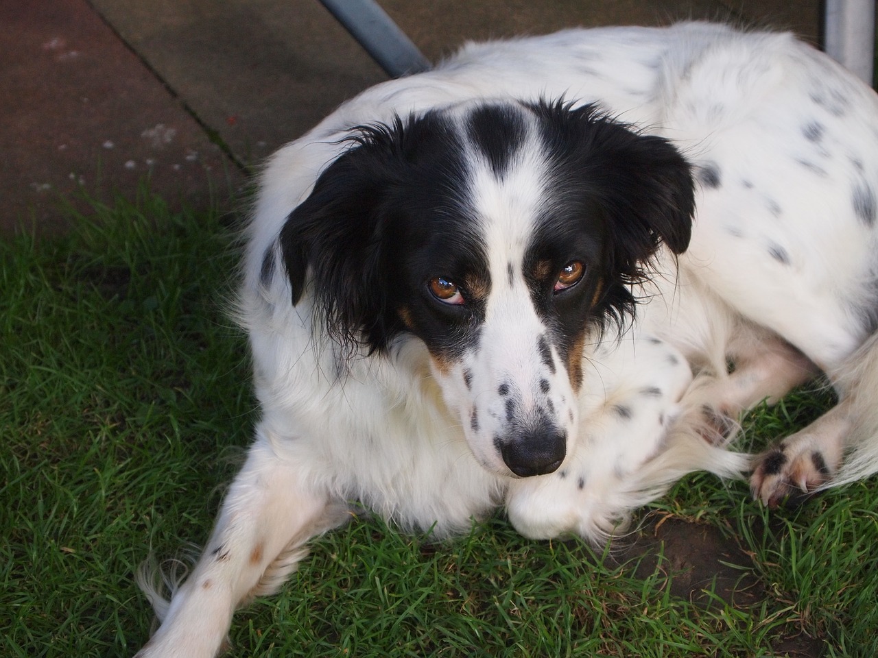 Image - dog trust friendship view