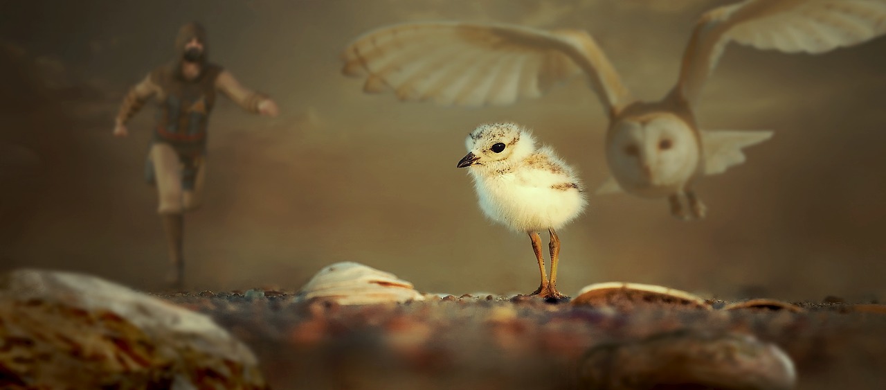 Image - fantasy animals chicks owl