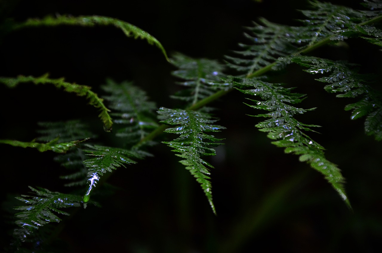 Image - green plant fern water wet rain