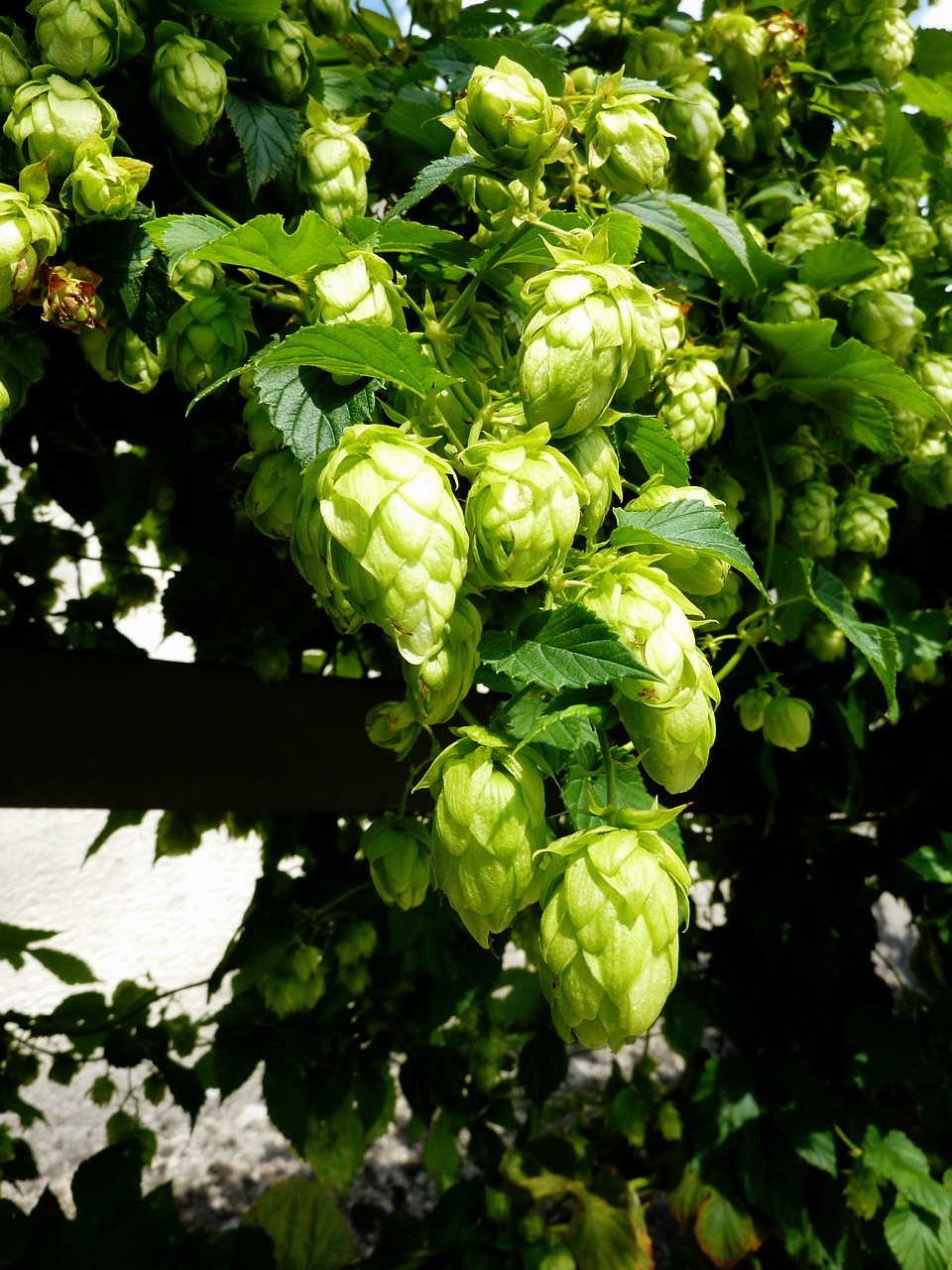Image - hops beer umbel brew hopfendolde