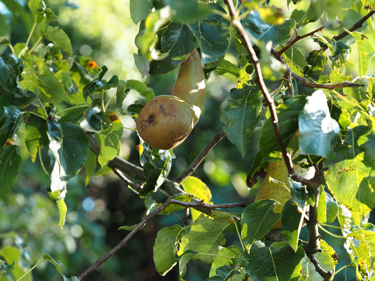 Image - pear garden nature bio fruits