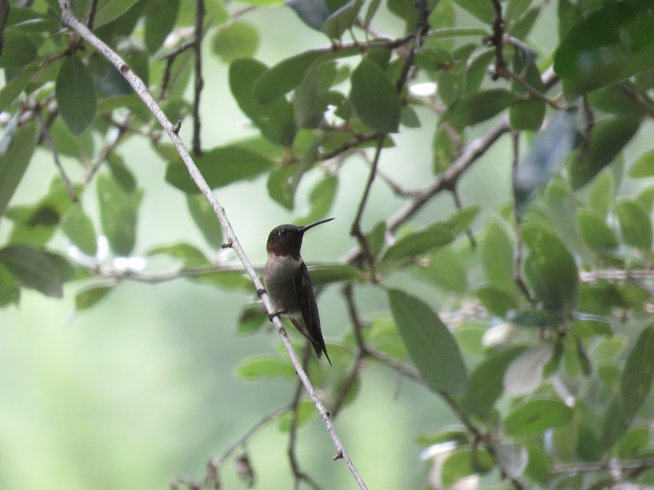 Image - bird hummingbird tree green