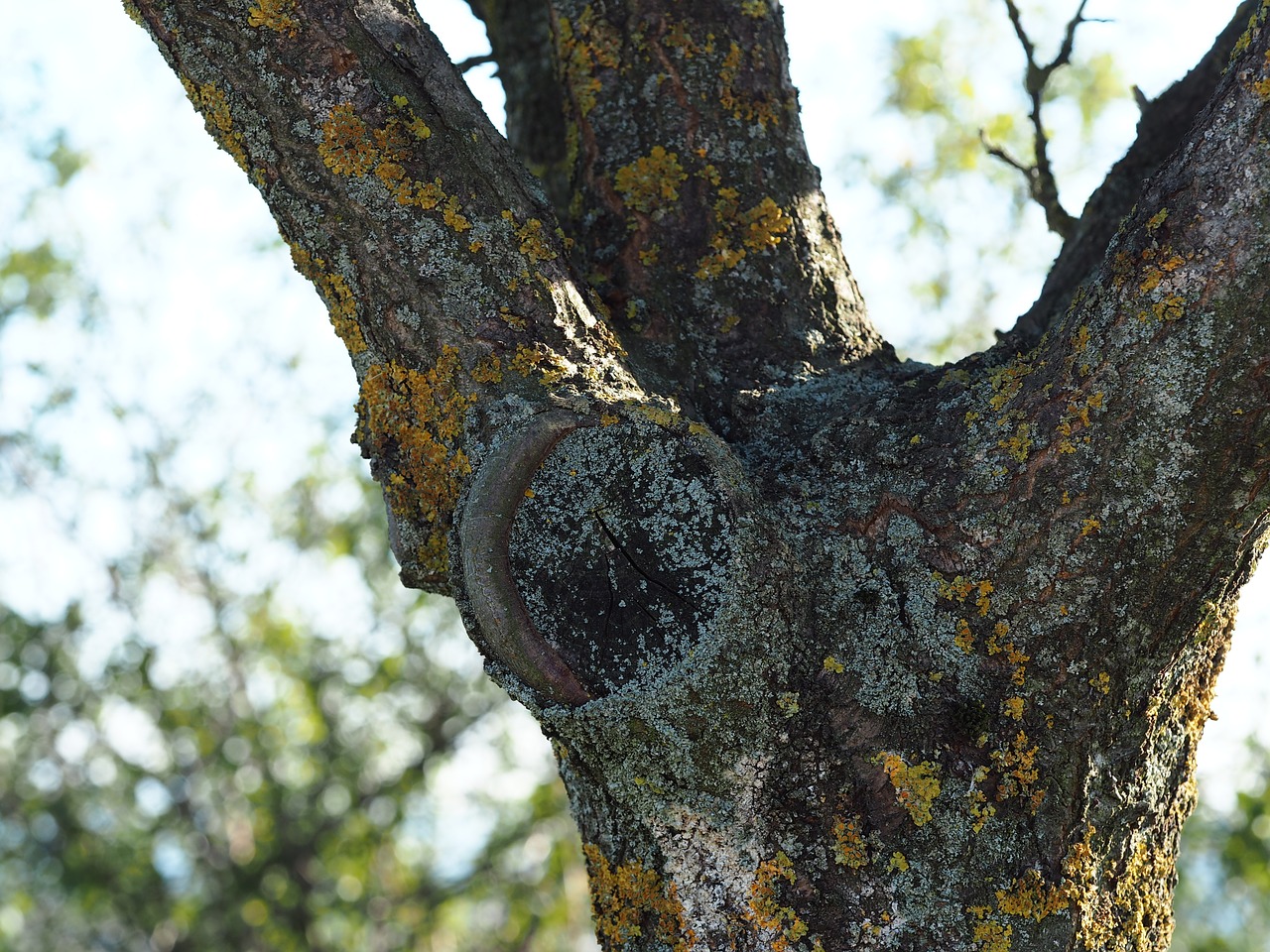 Image - tree moss branch green overgrown