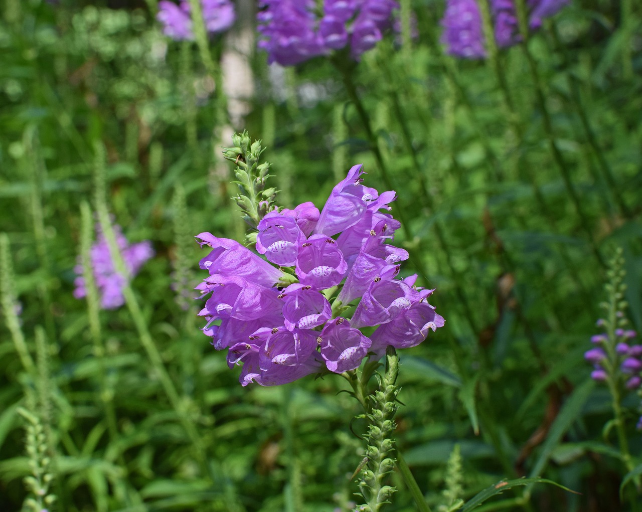 Image - false dragon head flower blossom