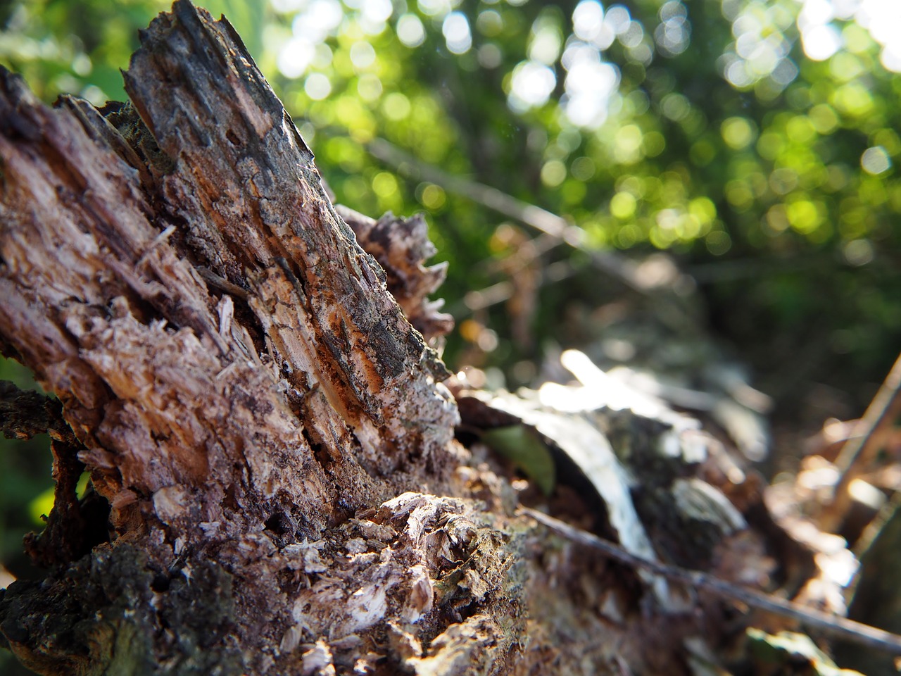 Image - wood weathered forest old old wood