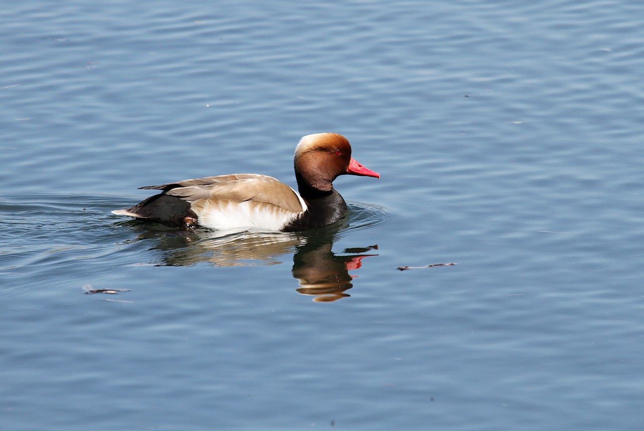 Image - mallard duck water bird duck bird