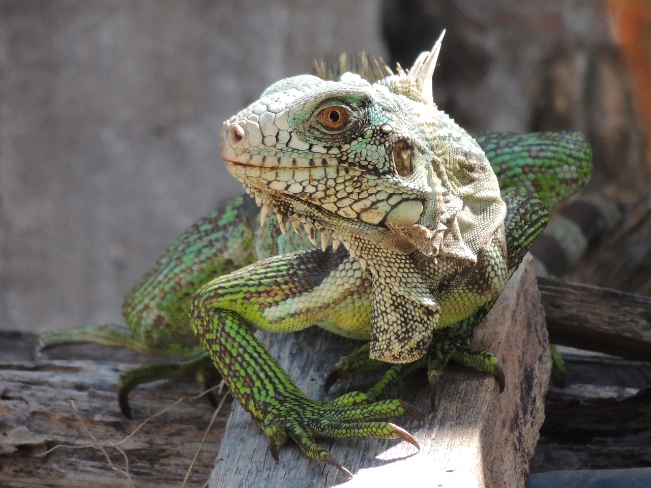 Image - chameleon iguana animal nature bug