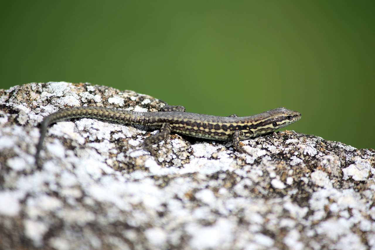 Image - lizard reptile nature stone wall