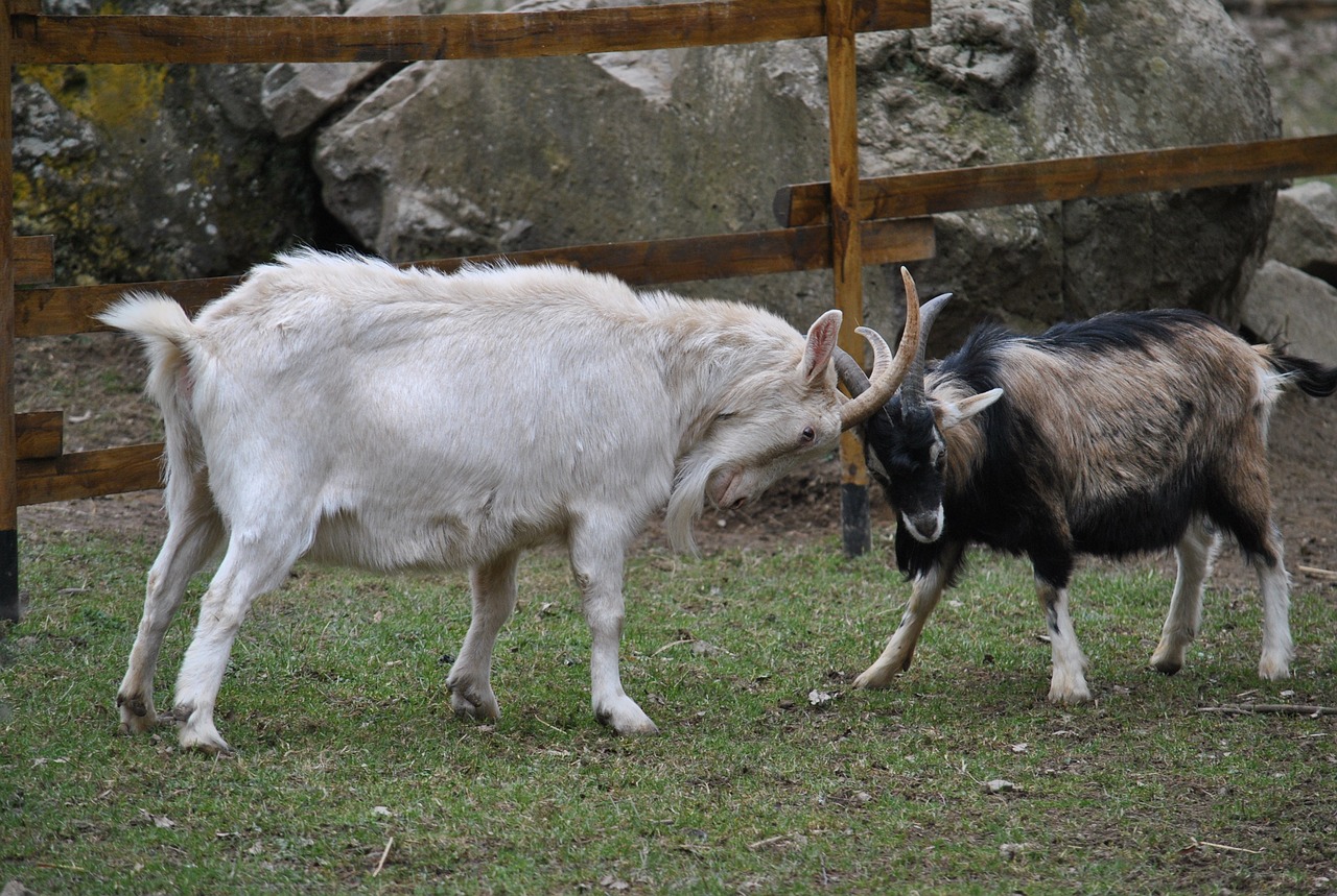 Image - goats brawlers animals goat fight