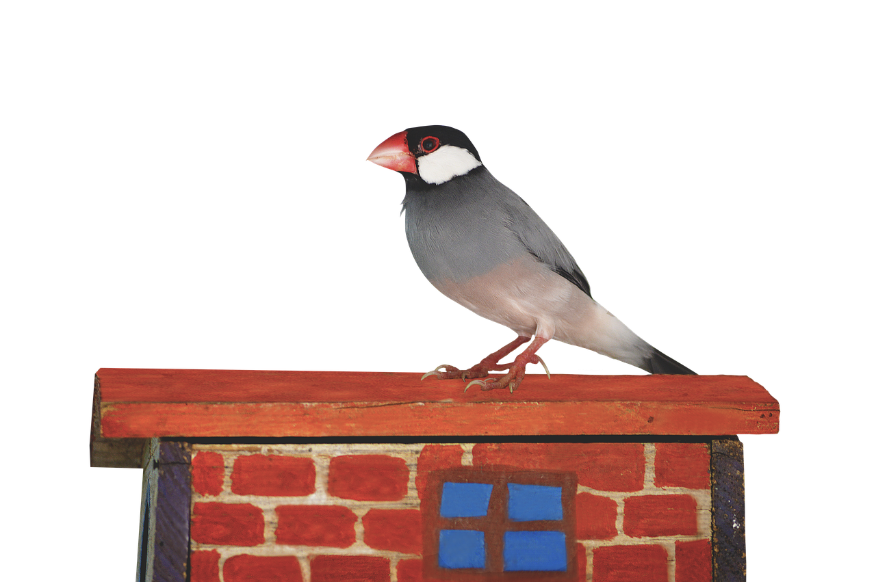 Image - png java sparrow sparrow ave bird