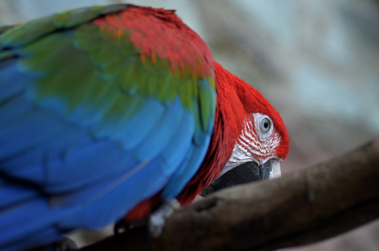 Image - parrot bird enclosure zoo bill