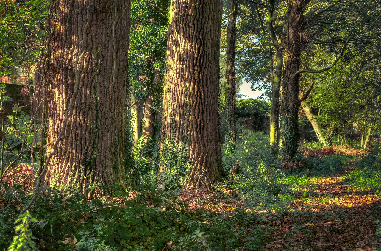 Image - forest tree nature sunlight