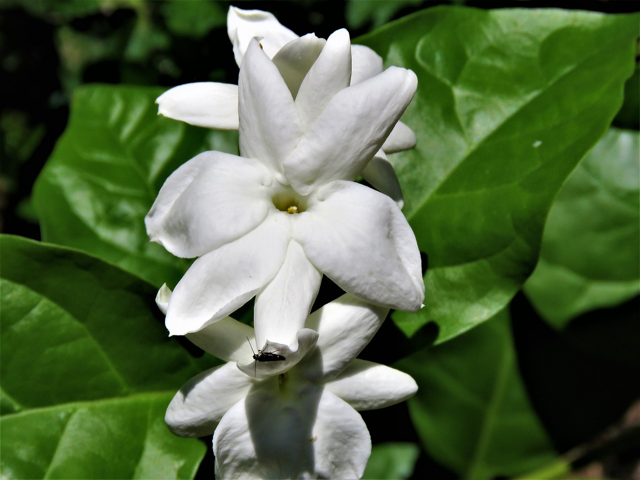 Image - flowers white green vine garden