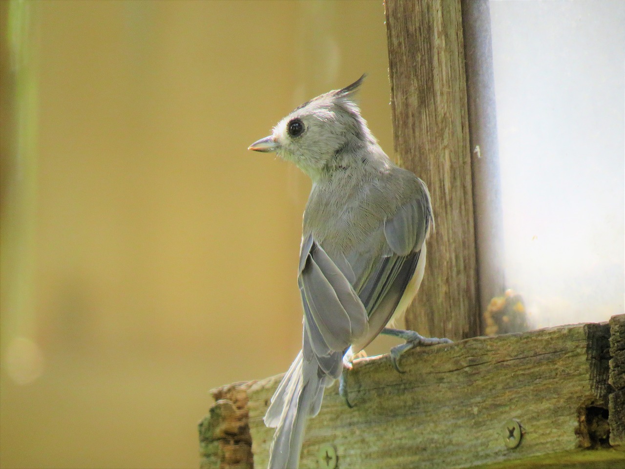 Image - bird gray tan wildlife