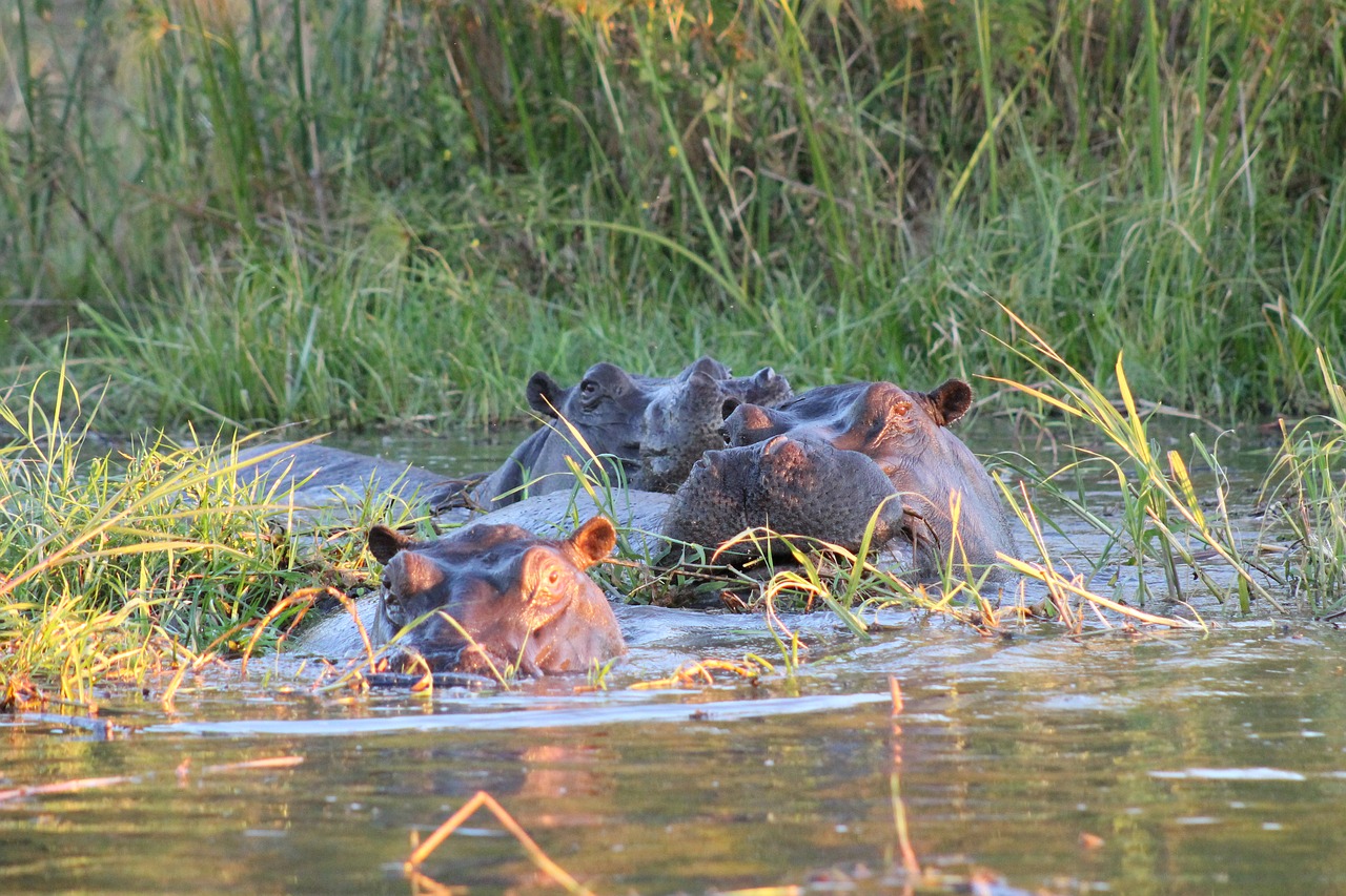 Image - hippo africa safari hippopotamus