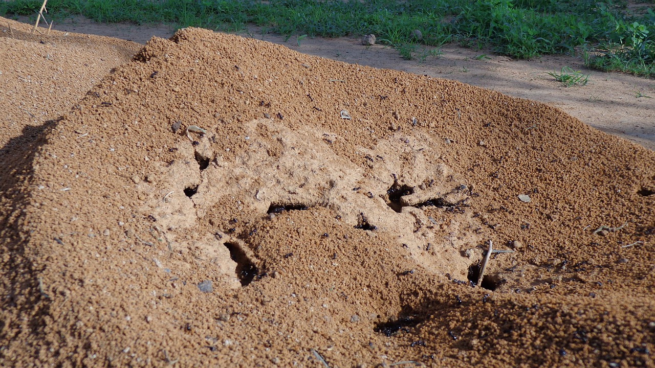 Image - anthill nature ant insect hill