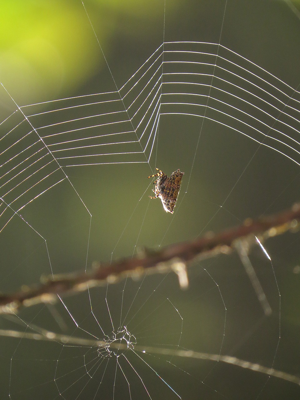 Image - fauna web insect arachnid armenia