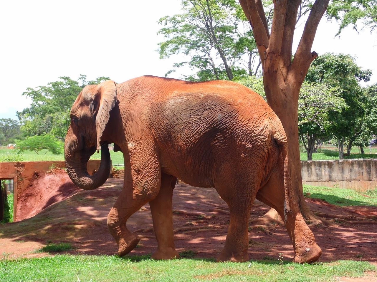 Image - elephant jungle savannah