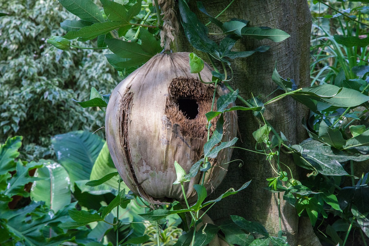 Image - jungle coconut green nature