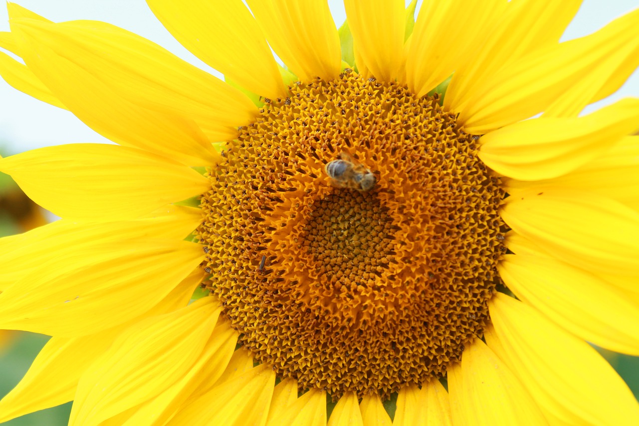 Image - sunflower yellow summer sunny mood