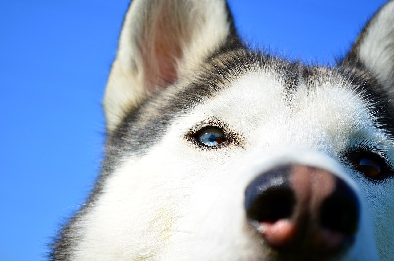 Image - husky dog siberian husky blue eye