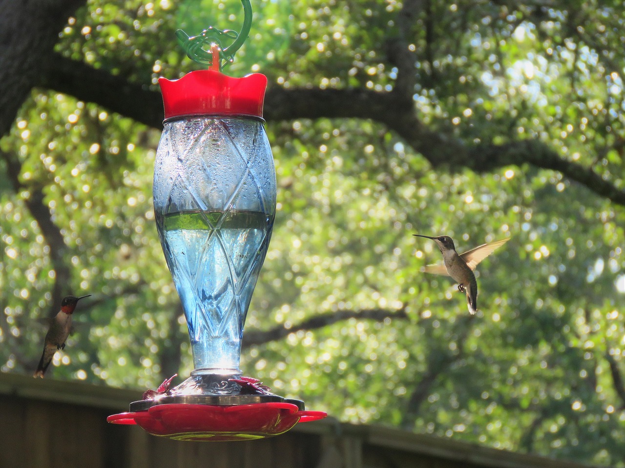 Image - birds humming bird pair wildlife