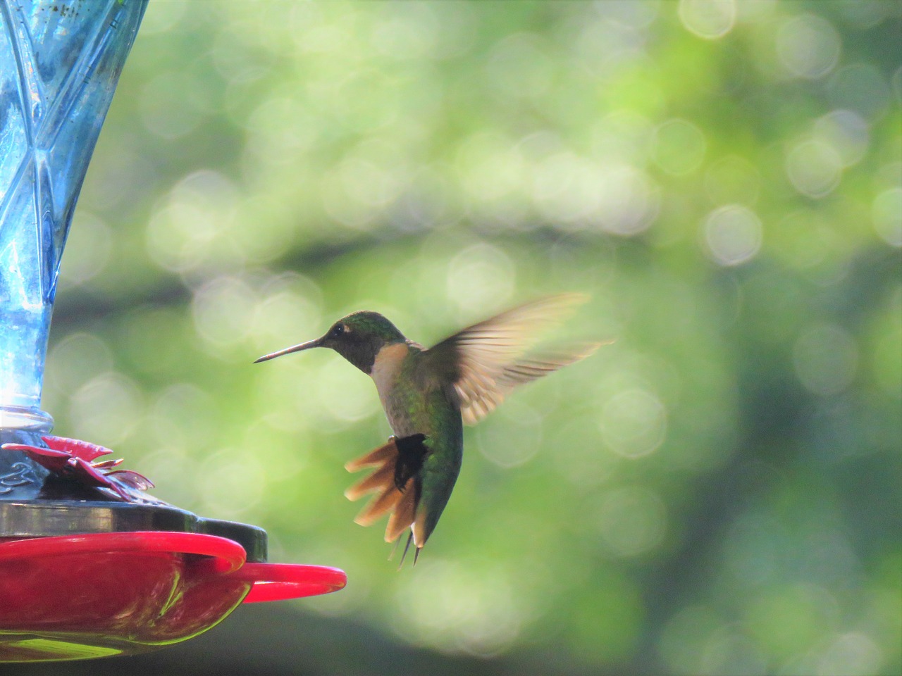 Image - bird hummingbird in flight wildlife