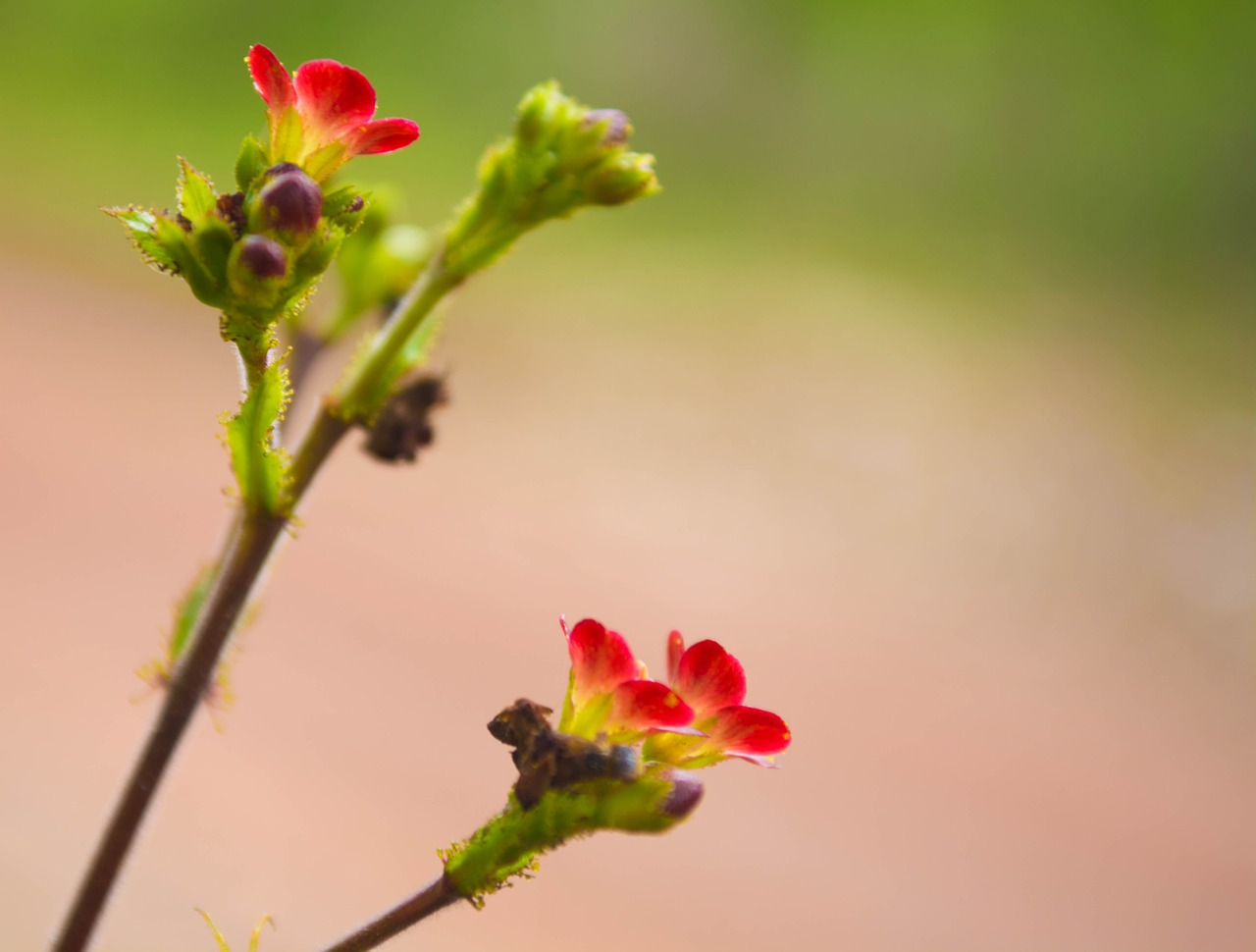 Image - flower of spinning top