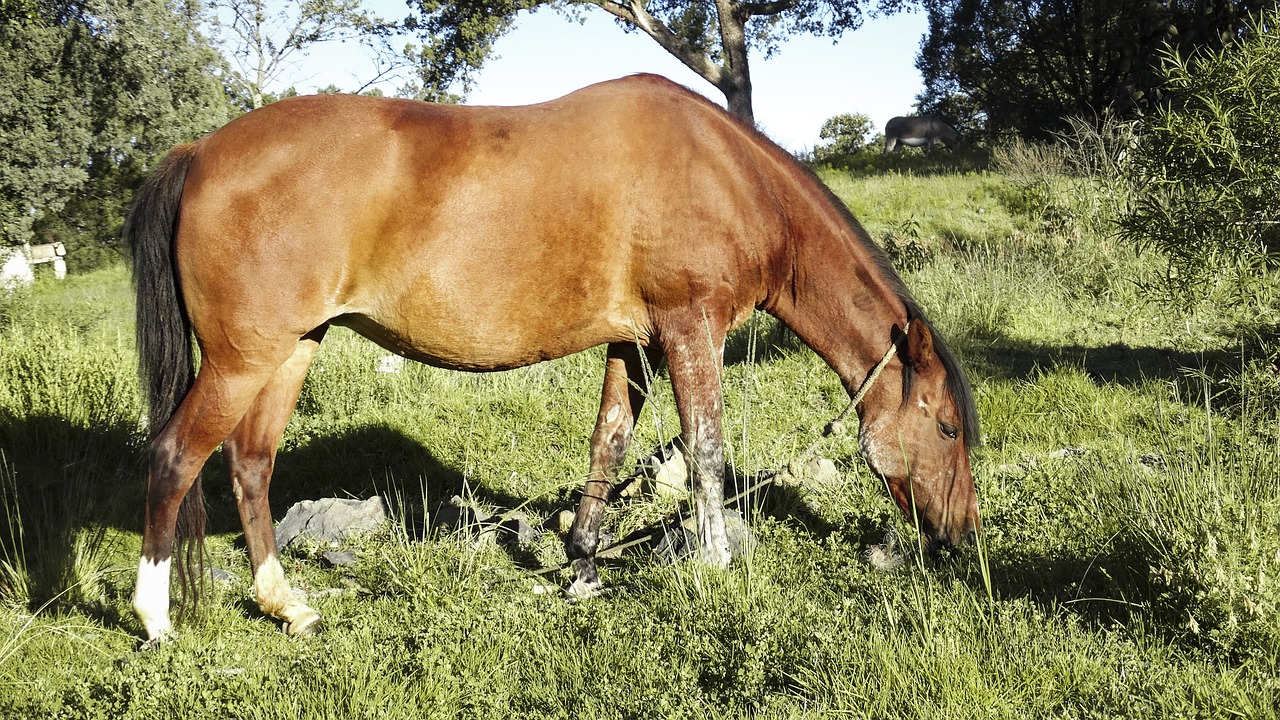 Image - horse nice nature