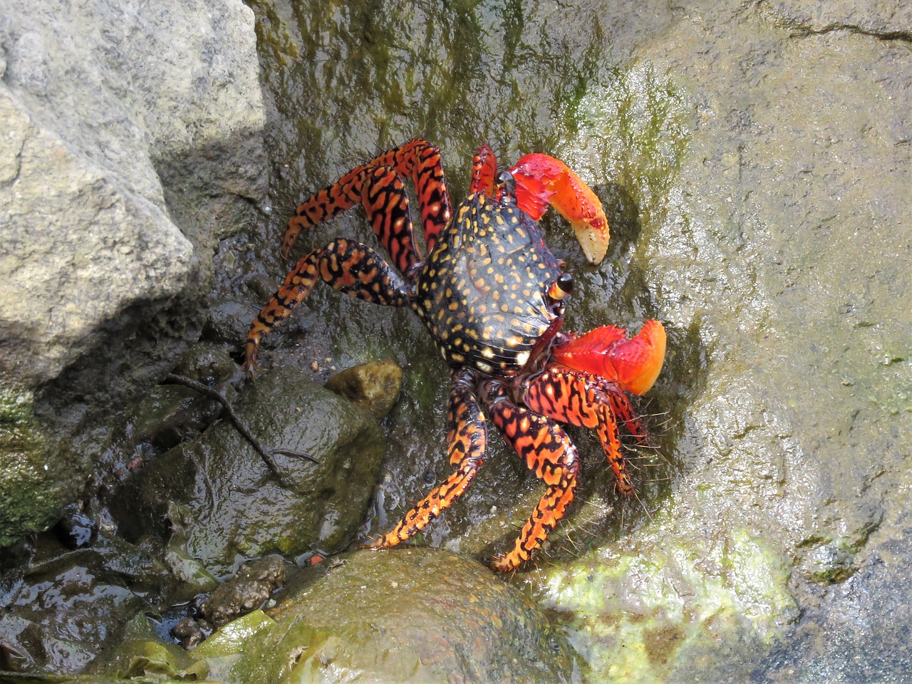 Image - crab crustaceans red