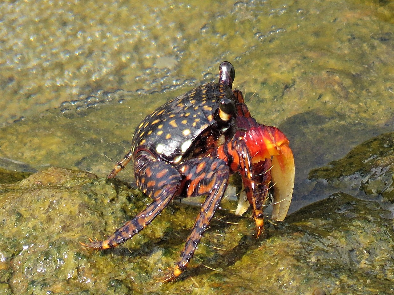 Image - crab crustaceans red