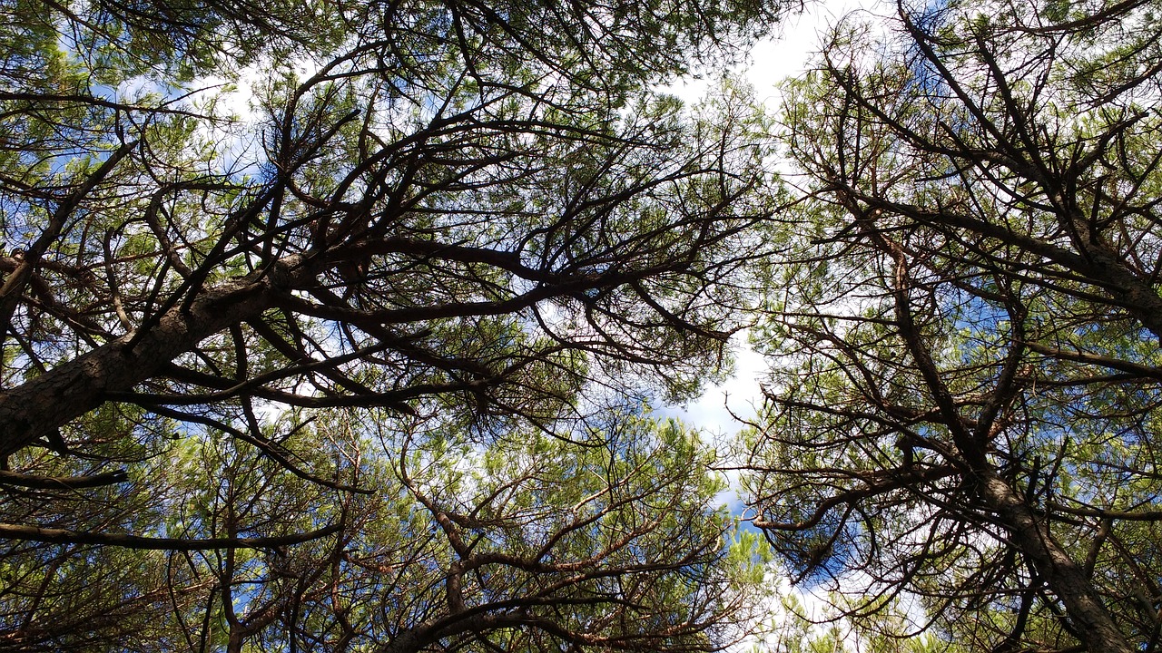 Image - cecina toscana nature trees sky