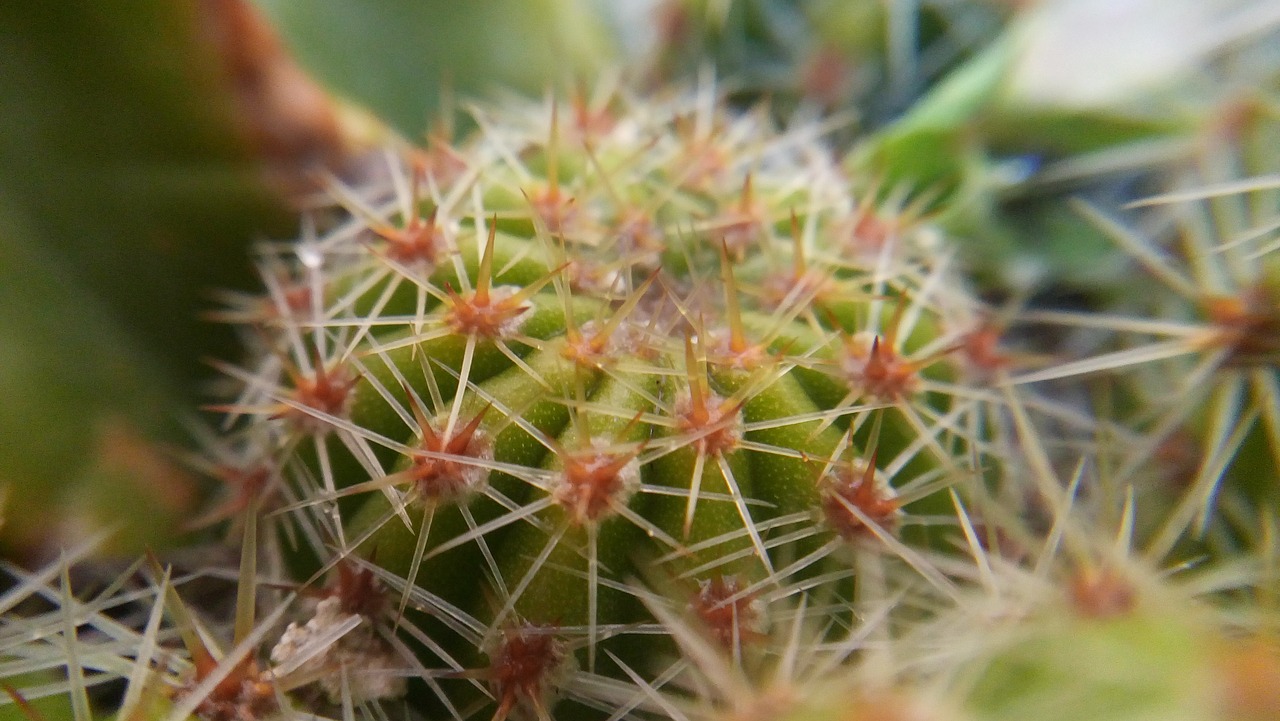 Image - cactus green thorns dry desert