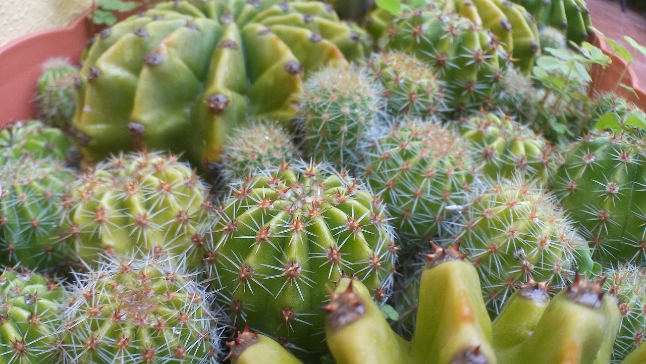 Image - cactus green thorns dry desert